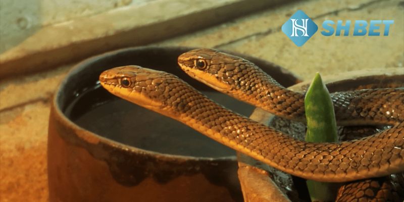 Nằm Mơ Thấy Rắn mang điềm gì và đánh con số nào? 1 Ý nghĩa trong phong thuỷ của loài Rắn